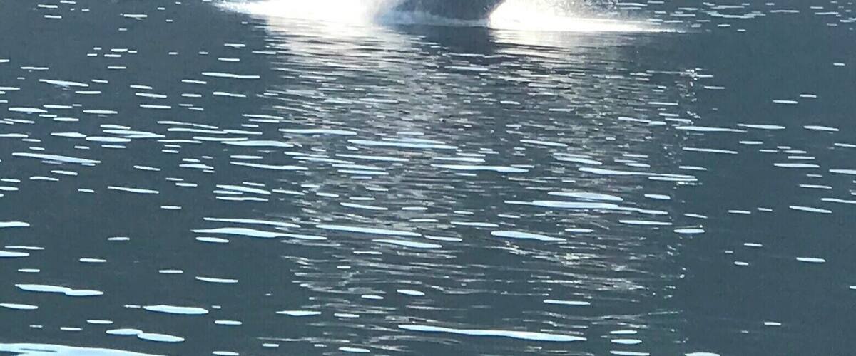 We had an amazing opportunity to see this whale breach 3 different times!! It was so incredible and I'm grateful my husband was able to get a bunch of great pictures. Once in a lifetime experience!