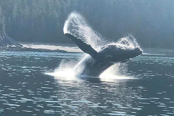 We had an amazing opportunity to see this whale breach 3 different times!! It was so incredible and I'm grateful my husband was able to get a bunch of great pictures. Once in a lifetime experience!