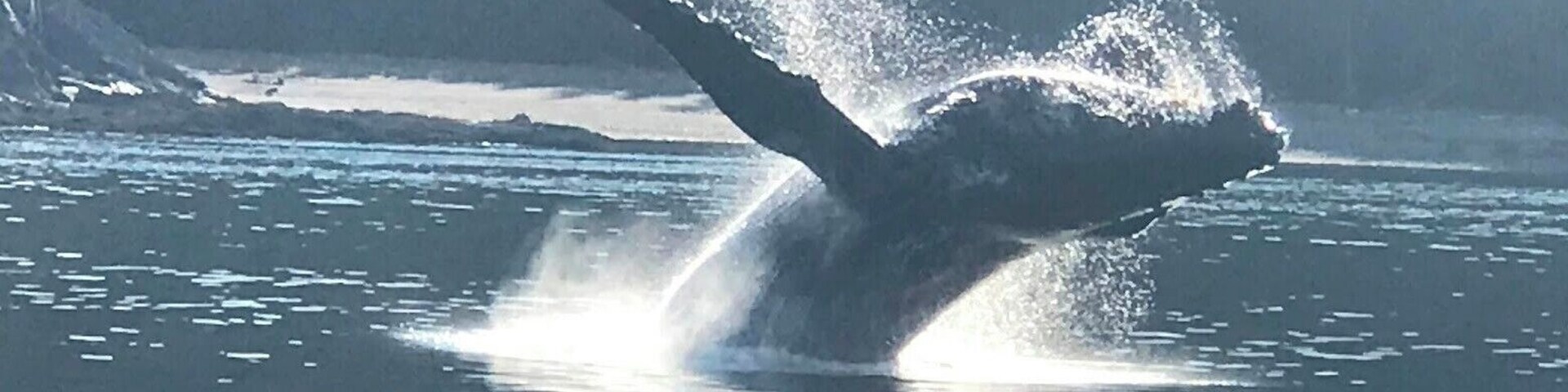 We had an amazing opportunity to see this whale breach 3 different times!! It was so incredible and I'm grateful my husband was able to get a bunch of great pictures. Once in a lifetime experience!