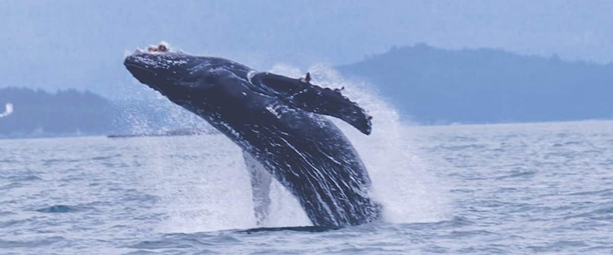 Juvenile humpback learning and playing...