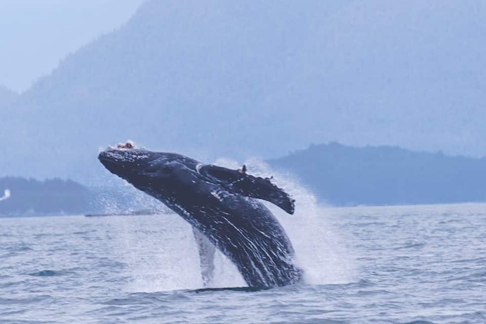 A whale breaching the water with a mountainous background.