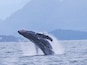 Juvenile humpback learning and playing...