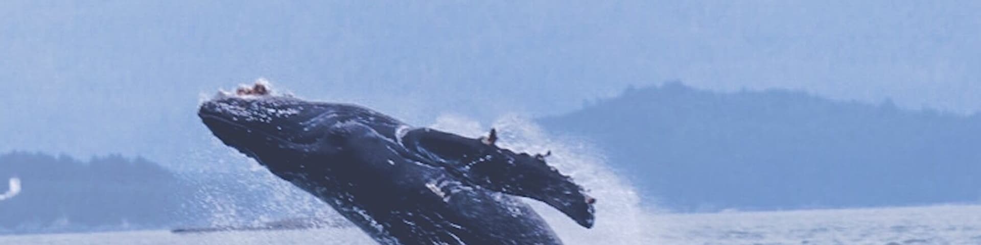Juvenile humpback learning and playing...