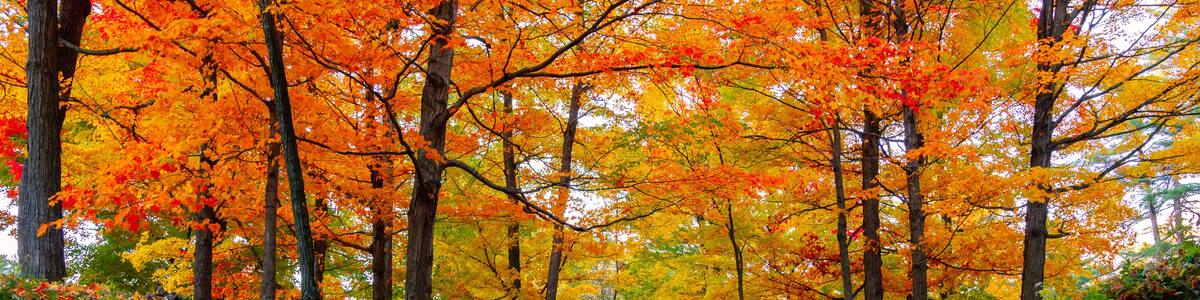 Une forêt aux feuilles d’automne, un pont et un ruisseau.