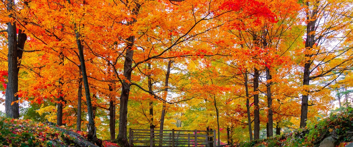 A forest with autumn leaves, a bridge, and a stream.
