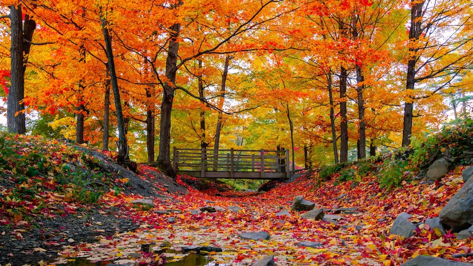 A forest with autumn leaves, a bridge, and a stream.