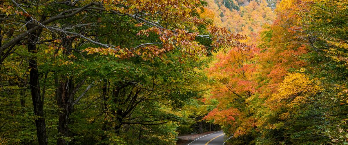 A winding road surrounded by autumn foliage.