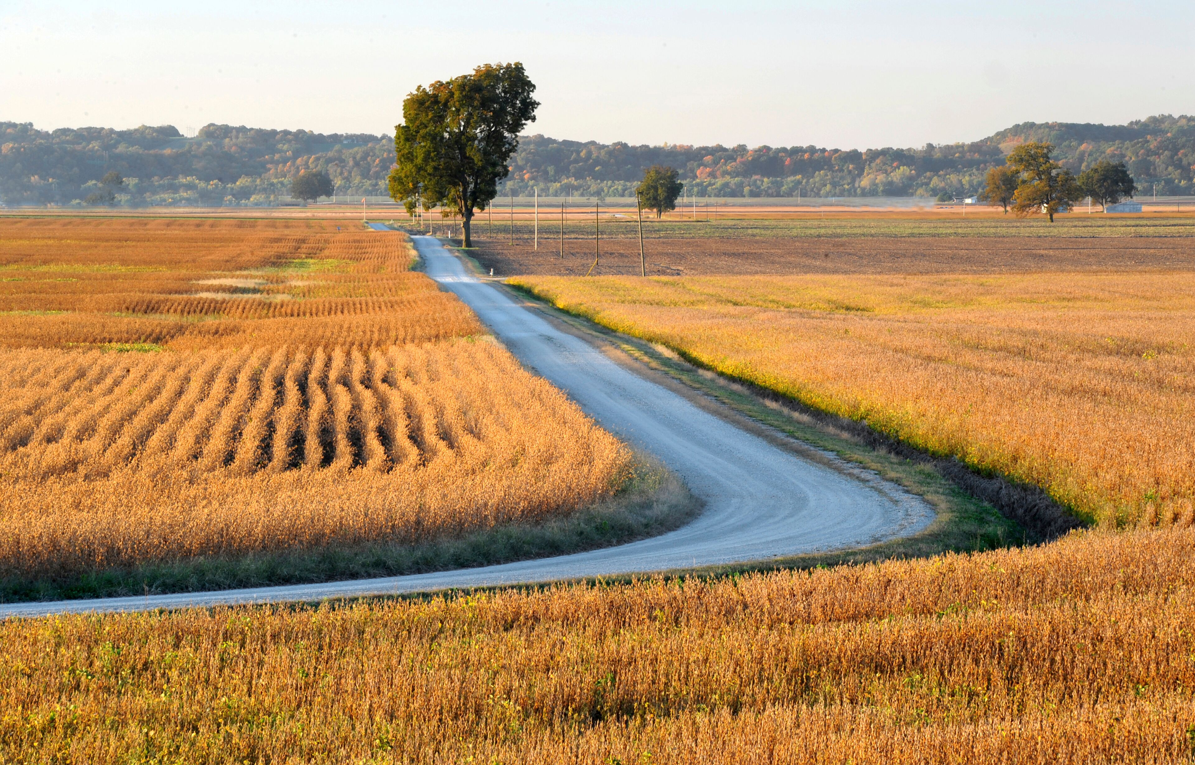 A rural landscape with a winding dirt road, fields of golden crops, and scattered trees.
