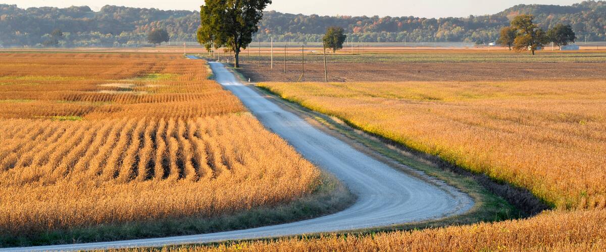 A rural landscape with a winding dirt road, fields of golden crops, and scattered trees.