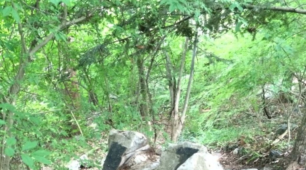 One of the allegedly creepiest places in Connecticut is Little People's Village, tucked away in the woods of Middlebury. A complex of crumbling doll-sized houses and odd structures next to the remains of a stone house, it's rumored to be the damned legacy of insanity brought on by . . . the little people.
#ghosttown #littlepeople #fairies #Connecticut