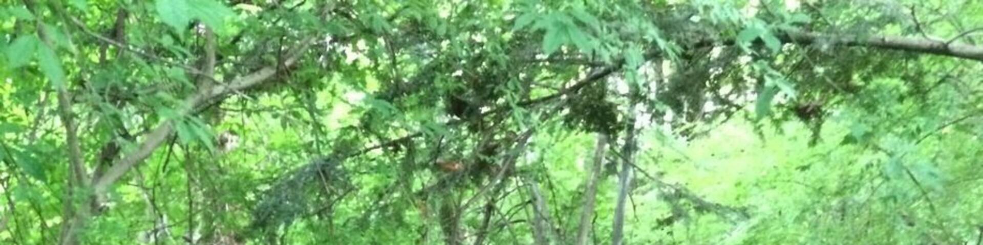 One of the allegedly creepiest places in Connecticut is Little People's Village, tucked away in the woods of Middlebury. A complex of crumbling doll-sized houses and odd structures next to the remains of a stone house, it's rumored to be the damned legacy of insanity brought on by . . . the little people.
#ghosttown #littlepeople #fairies #Connecticut