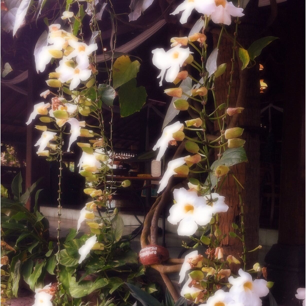 Thunbergia Grandiflora around the whole restaurant. Beautiful!
