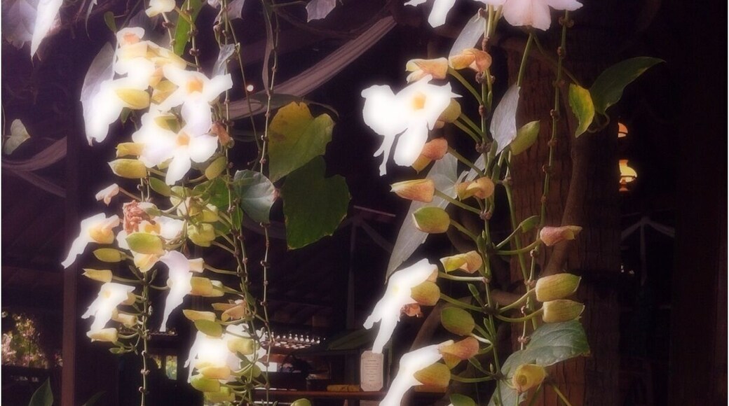 Thunbergia Grandiflora around the whole restaurant. Beautiful!