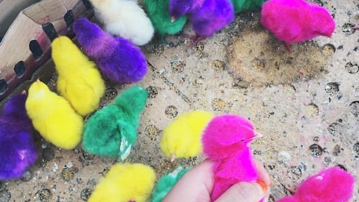 Was so excited to discover these cuties 😍 #LifeAtExpedia