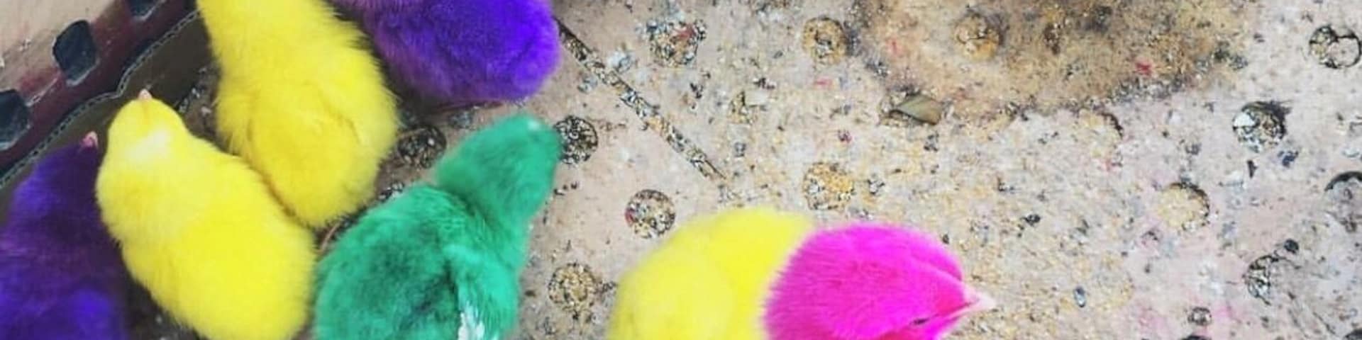 Was so excited to discover these cuties 😍 #LifeAtExpedia