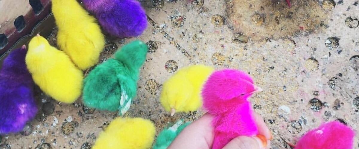 A hand holding a pink chick among colorful chicks on a concrete surface.