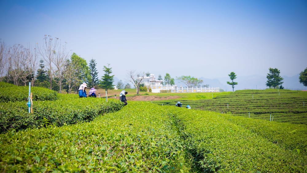 Choui fong tea plantation at Maejan , tourist attraction at Chiang Rai province, Beautiful landscape view in thailand