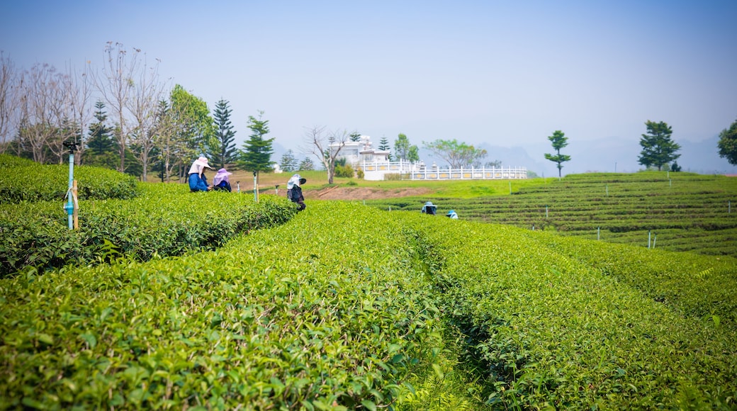 Choui fong tea plantation at Maejan , tourist attraction at Chiang Rai province, Beautiful landscape view in thailand