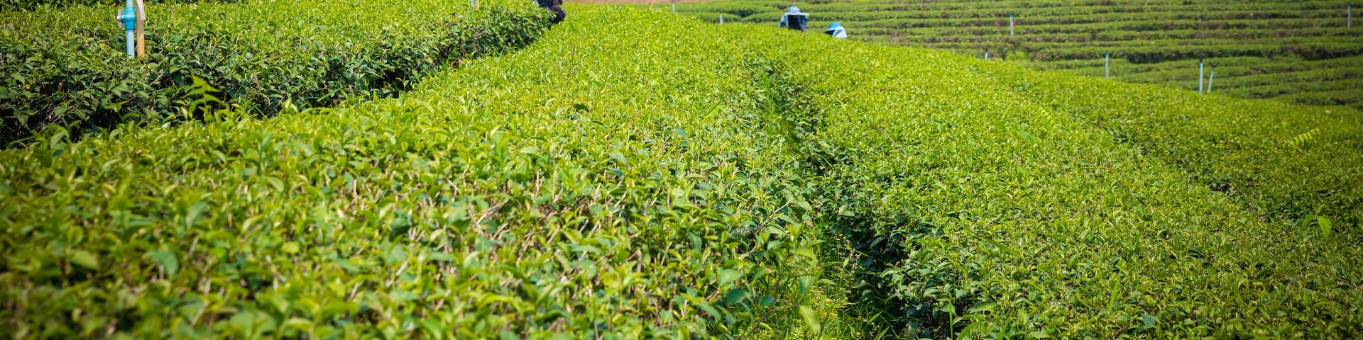 Choui fong tea plantation at Maejan , tourist attraction at Chiang Rai province, Beautiful landscape view in thailand