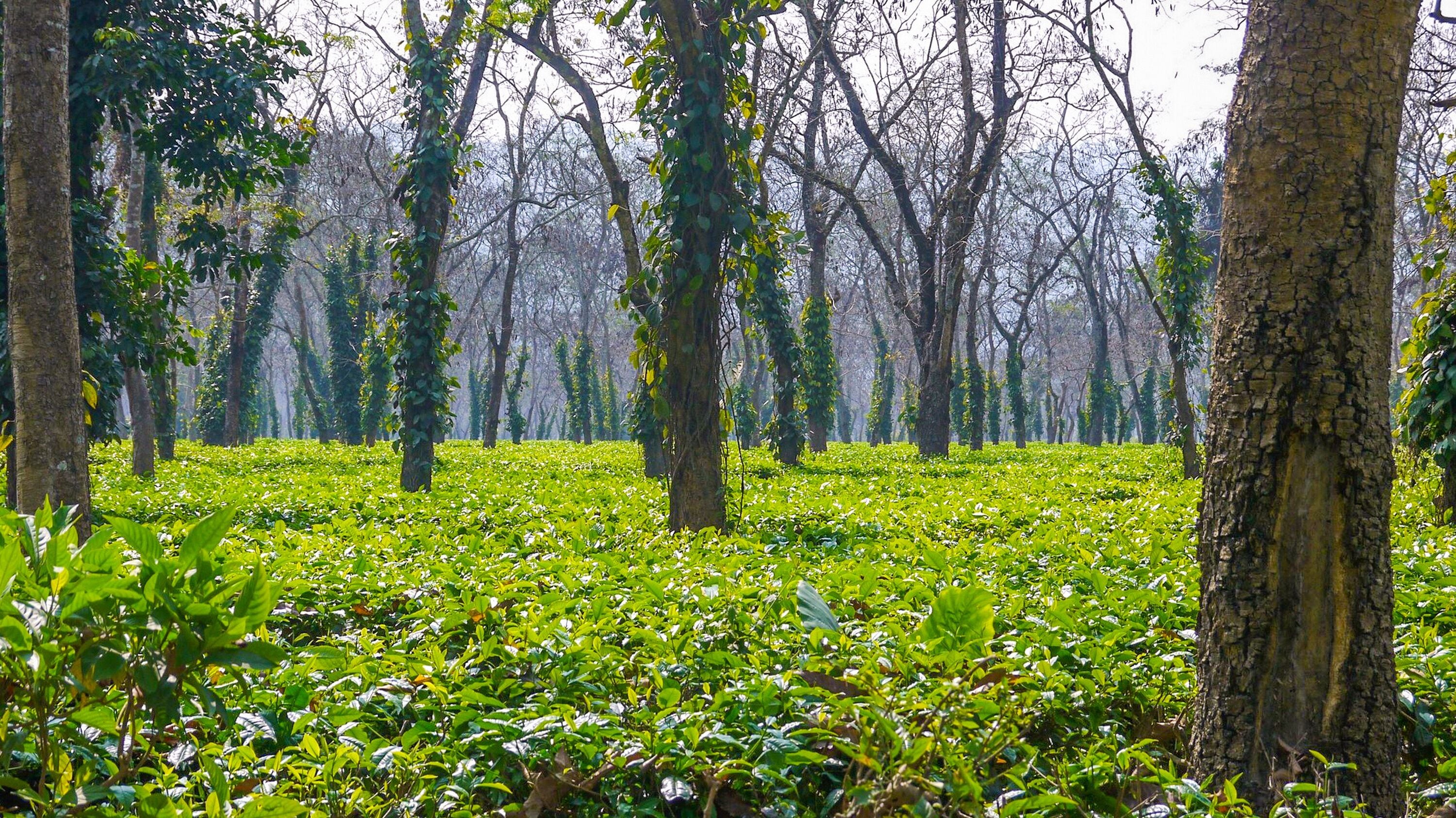 Tea plantation among trees at sunrise in Kaziranga, India