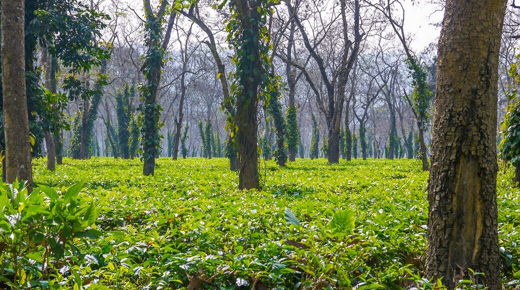 Tea plantation among trees at sunrise in Kaziranga, India