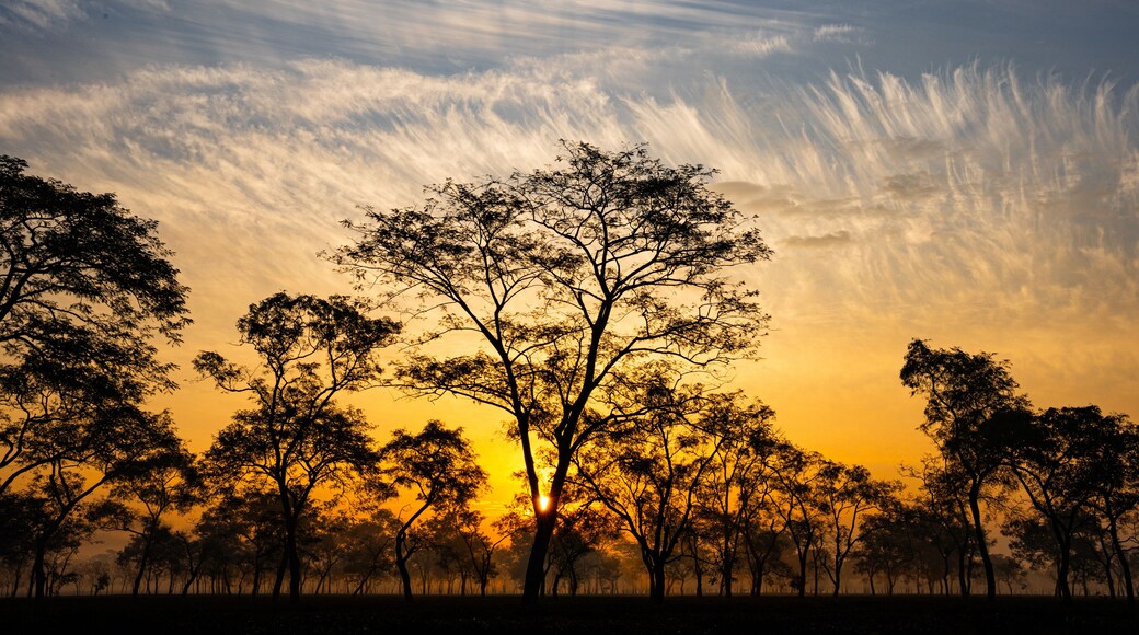 Sun rises over the tea gardens in Mariani near Jorhat, Assam, India.