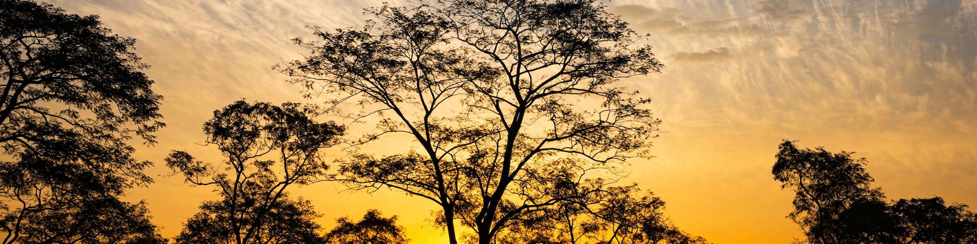 Sun rises over the tea gardens in Mariani near Jorhat, Assam, India.