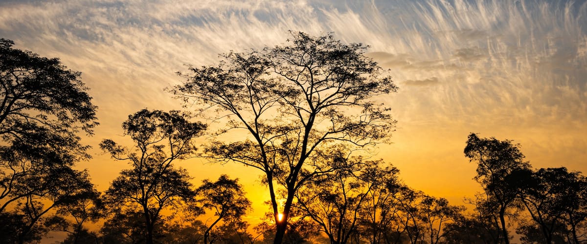 A sunset over a savanna with silhouetted trees and a clear sky.