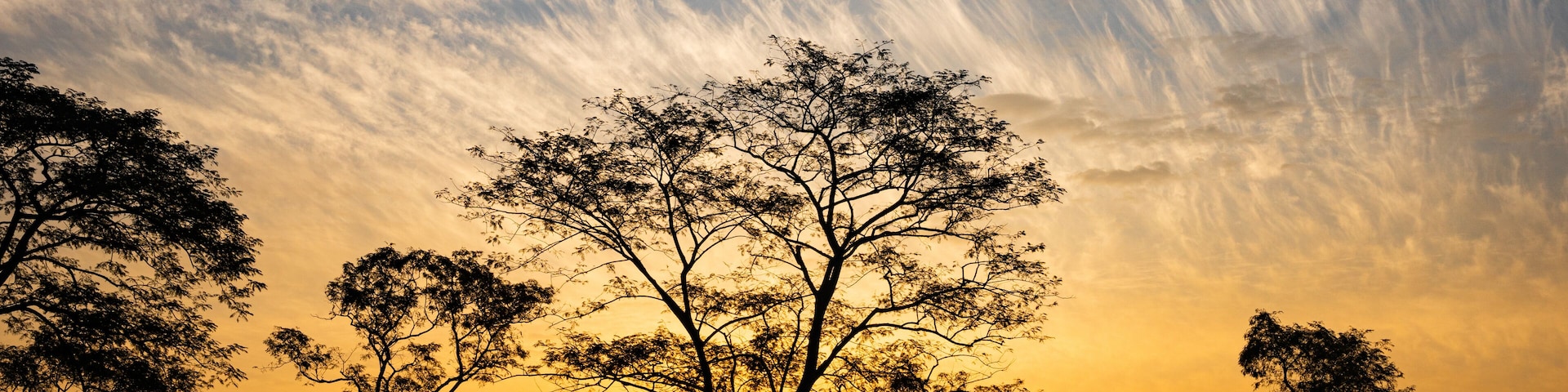 A sunset over a savanna with silhouetted trees and a clear sky.