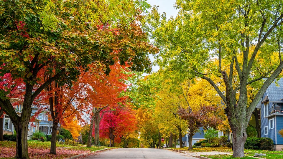 A residential street lined with autumn-colored trees and houses.