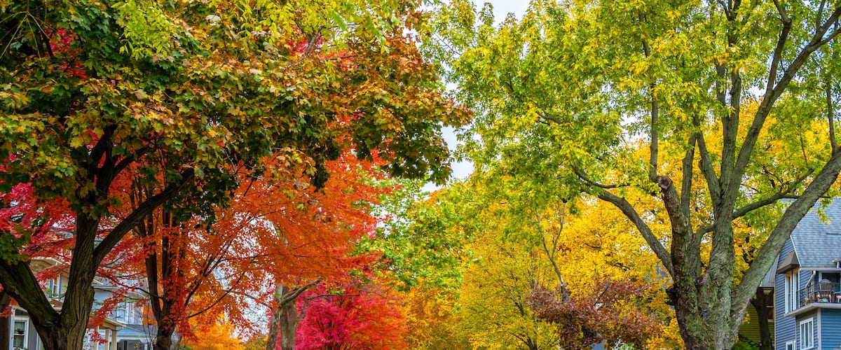 A residential street lined with autumn-colored trees and houses.