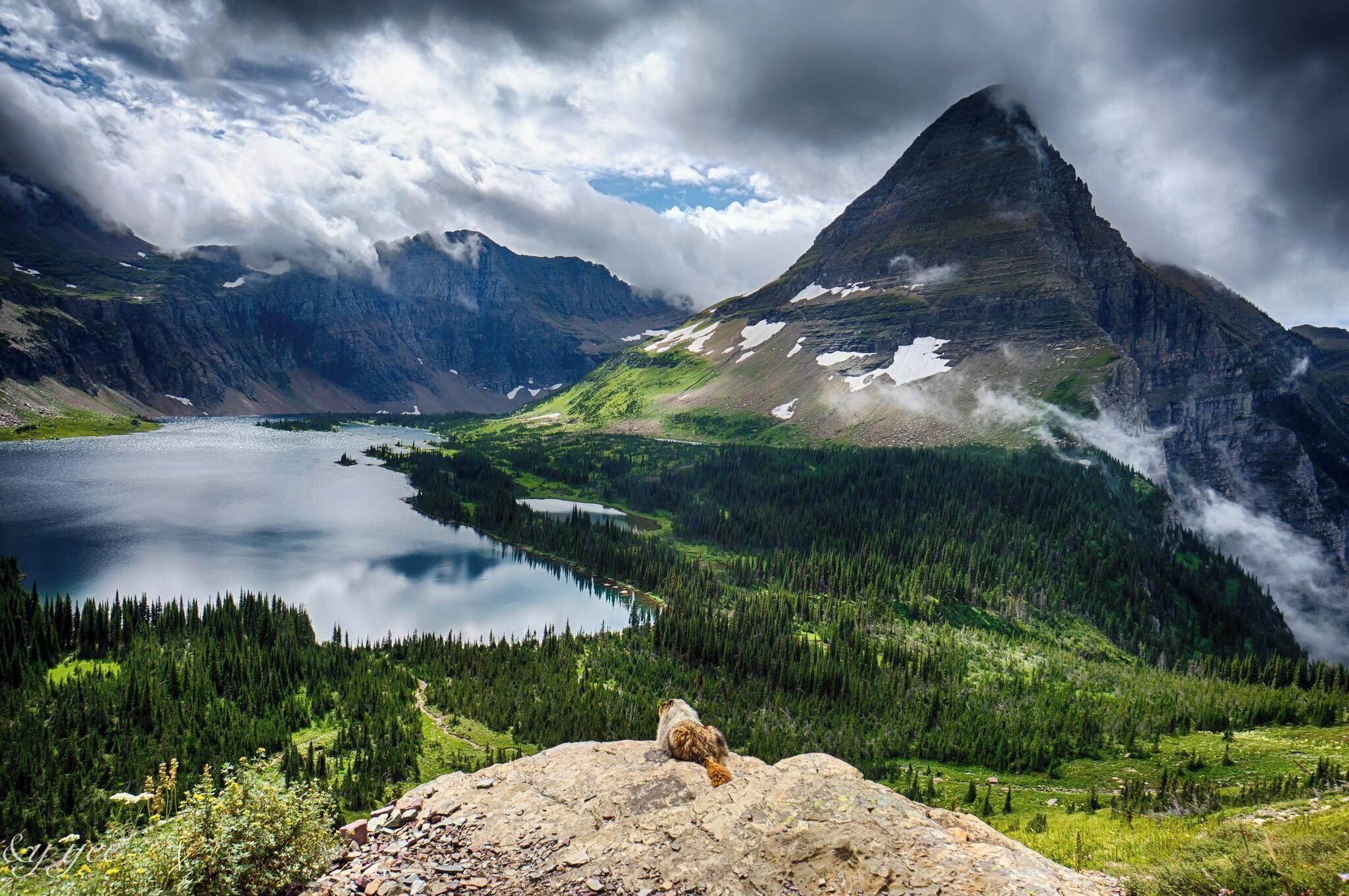 Logan's Pass to the Hidden Lake in Glacier National Park is truly stunning and relatively easy to hike. At the end of the trail is the lake which you can sit and enjoy the views, much like this marmot was overlooking the park. #glaciernational #loganpass #hiddenlake #montana #traveltips #TroveOn @TravelThereNext #nationalpark #BestOf5