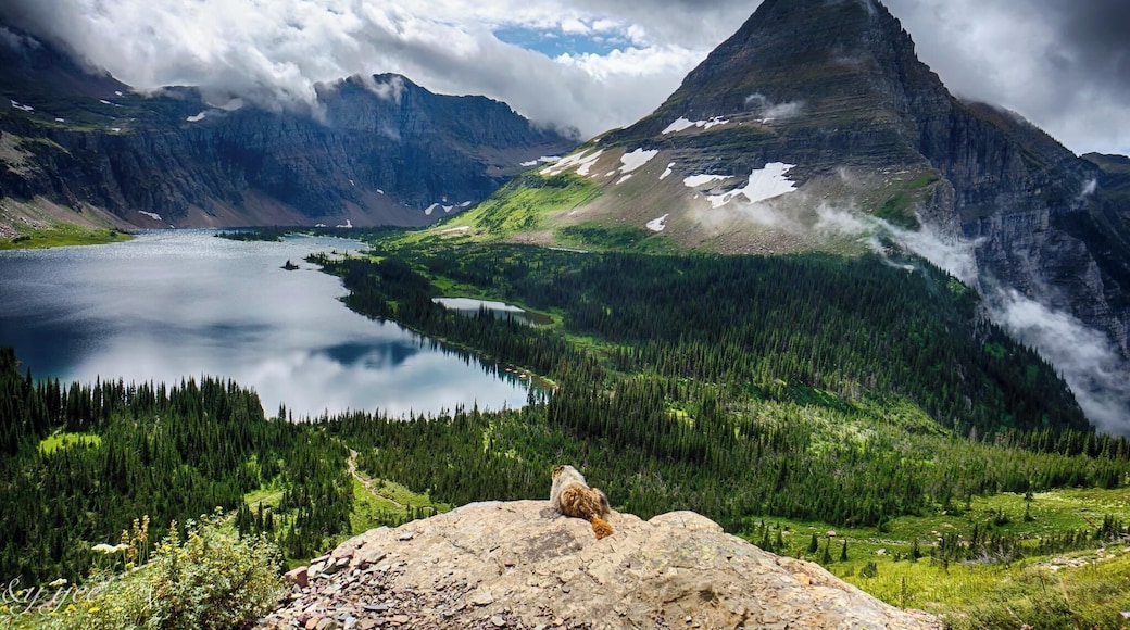 Logan's Pass to the Hidden Lake in Glacier National Park is truly stunning and relatively easy to hike. At the end of the trail is the lake which you can sit and enjoy the views, much like this marmot was overlooking the park. #glaciernational #loganpass #hiddenlake #montana #traveltips #TroveOn @TravelThereNext #nationalpark #BestOf5