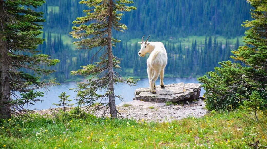 New angle of mountain goat looking back at his friend 🐐 #glaciernationalpark #nationalpark #montana #wildlife #nature #lake