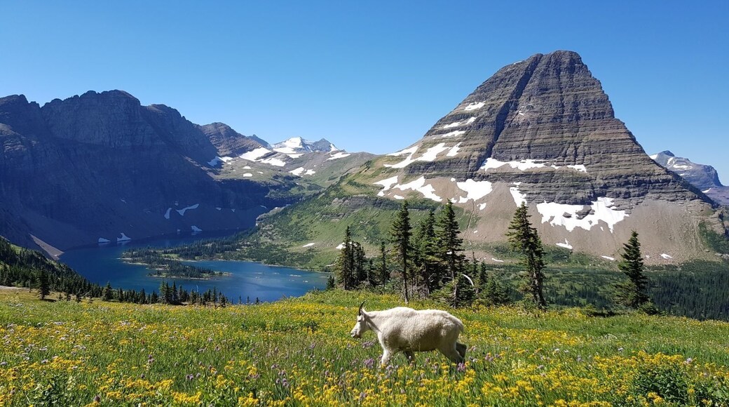 A little hike in Glacier National park that's pretty crowded but still worth it if you don't have time for a big hike!