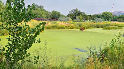 Views of Jordan River Trail with surrounding trees, Russian Olive, cottonwood and silt filled muddy water along the Wasatch Front Rocky Mountains, in Salt Lake City, Utah.