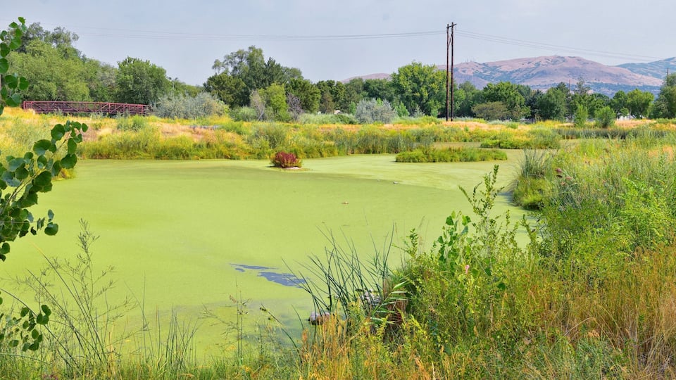 A golf course with a pond, surrounded by dense vegetation and hills in the background.
