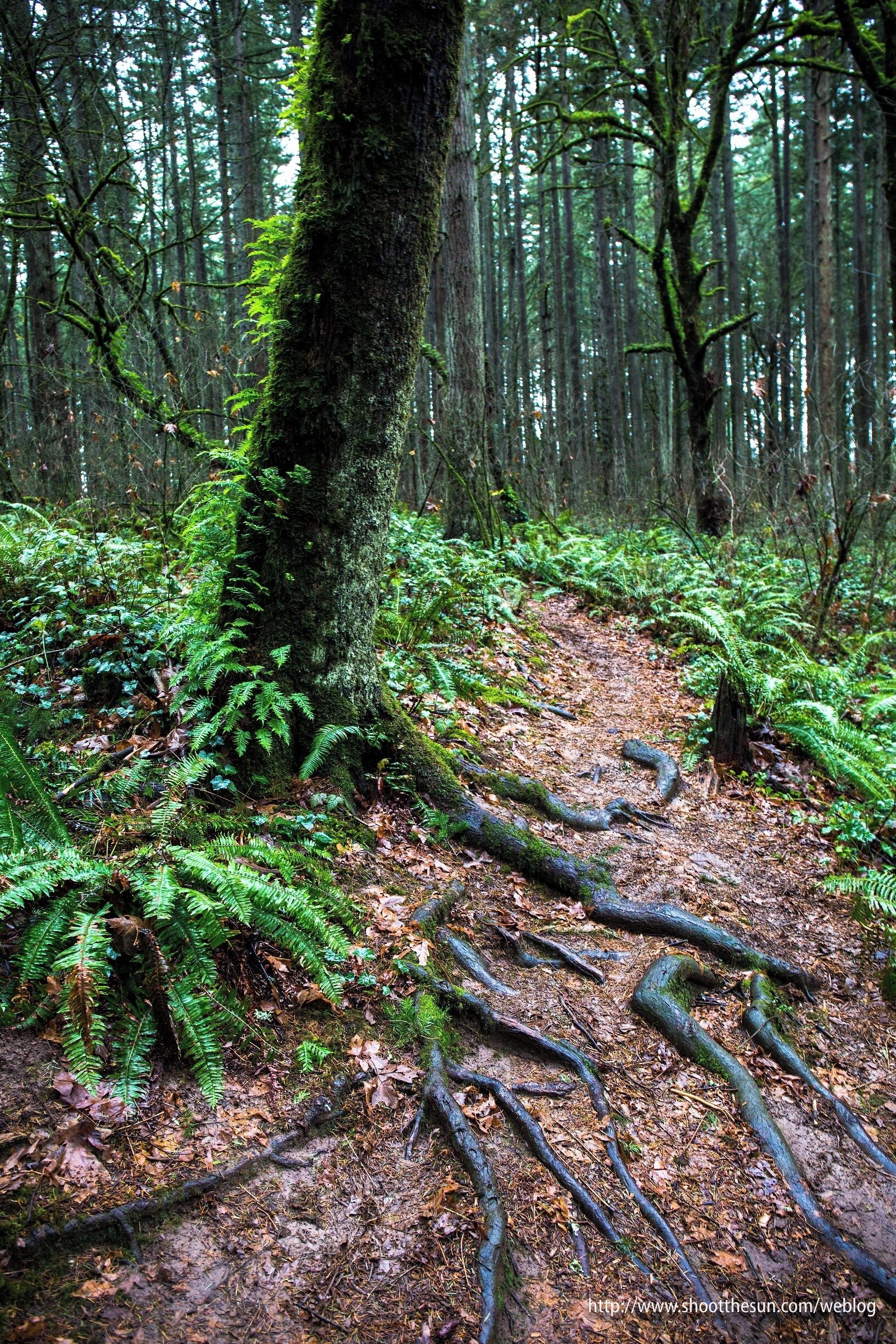 This is a secluded little spot surrounded on all sides by suburban neighborhoods.  If there are any animals here, I'm certain they live in condos.

Still, it's a pleasant little walk under a canopy of firs, and perfect for a late fall or early winter afternoon.