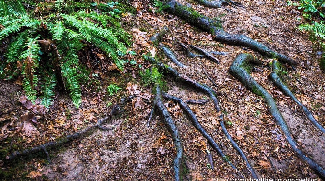 This is a secluded little spot surrounded on all sides by suburban neighborhoods. If there are any animals here, I'm certain they live in condos.
Still, it's a pleasant little walk under a canopy of firs, and perfect for a late fall or early winter afternoon.