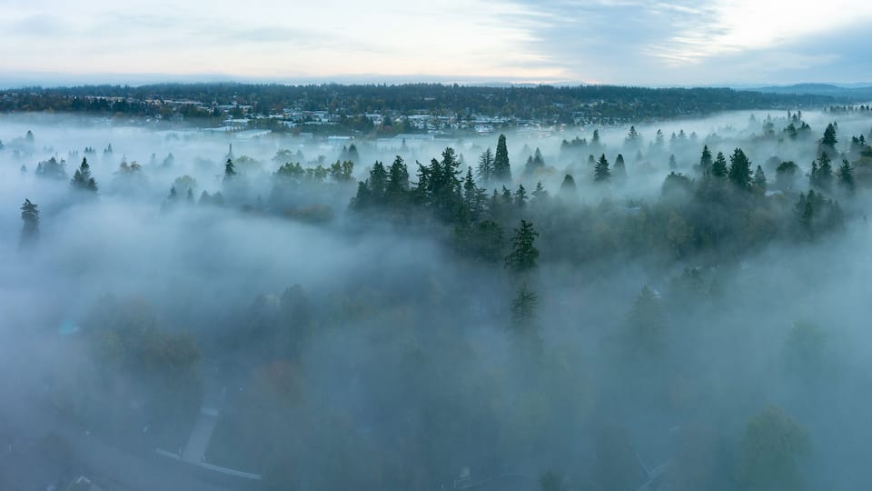 A forested landscape with a town in the background.