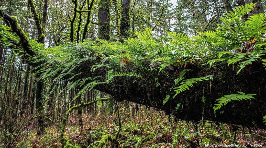 Ferns and wet logs, not the greatest material to work with.
But even from these lemons you can concoct a little lemonade.