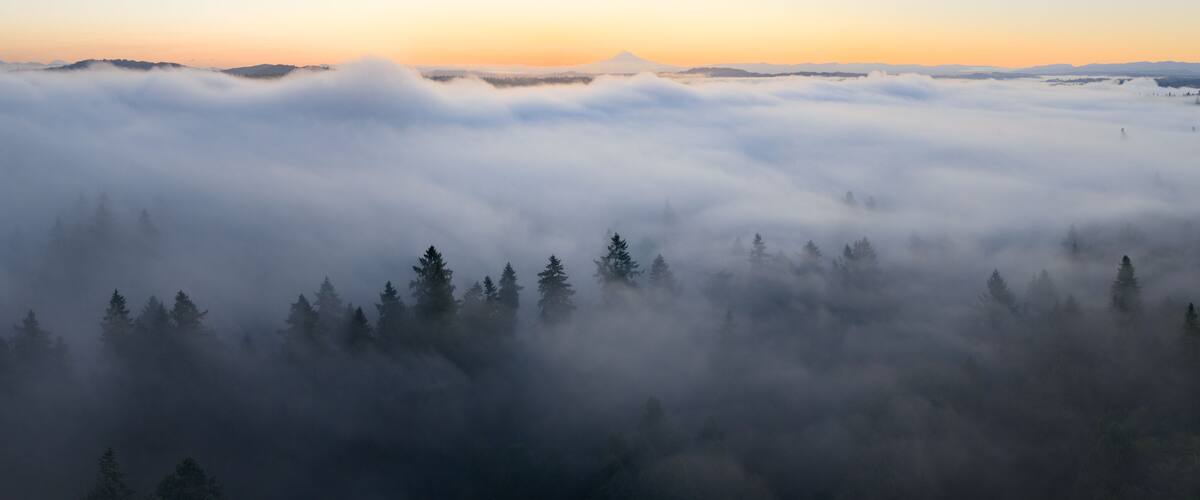 Dawn illuminates fog drifting through the forests found throughout the Willamette Valley in Oregon. The entire Pacific Northwest region is known for its vast forests and moist, temperate weather.
