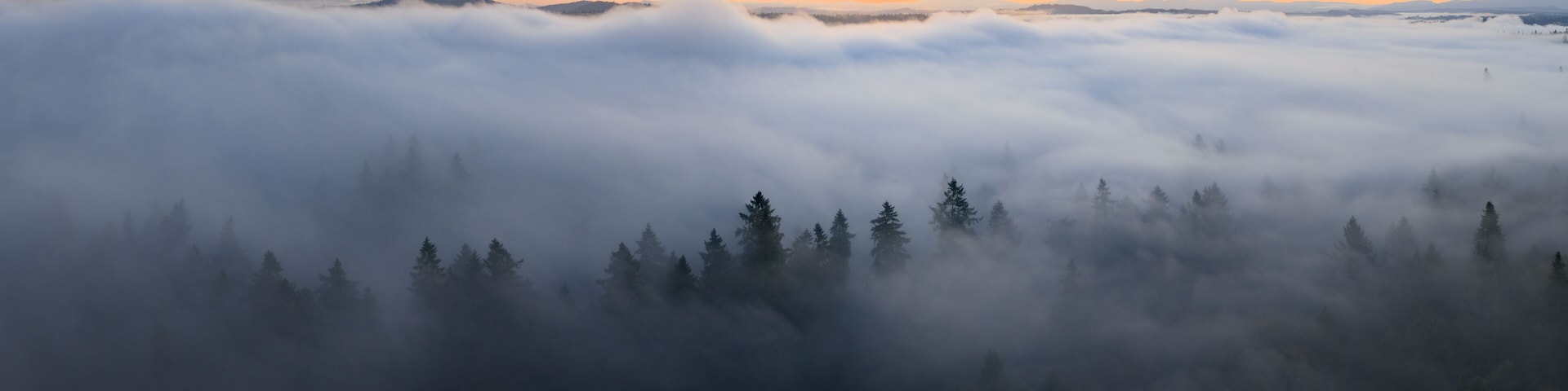 Dawn illuminates fog drifting through the forests found throughout the Willamette Valley in Oregon. The entire Pacific Northwest region is known for its vast forests and moist, temperate weather.