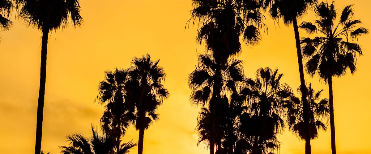 Palm tree and blue sky from low angle in Key West, Florida