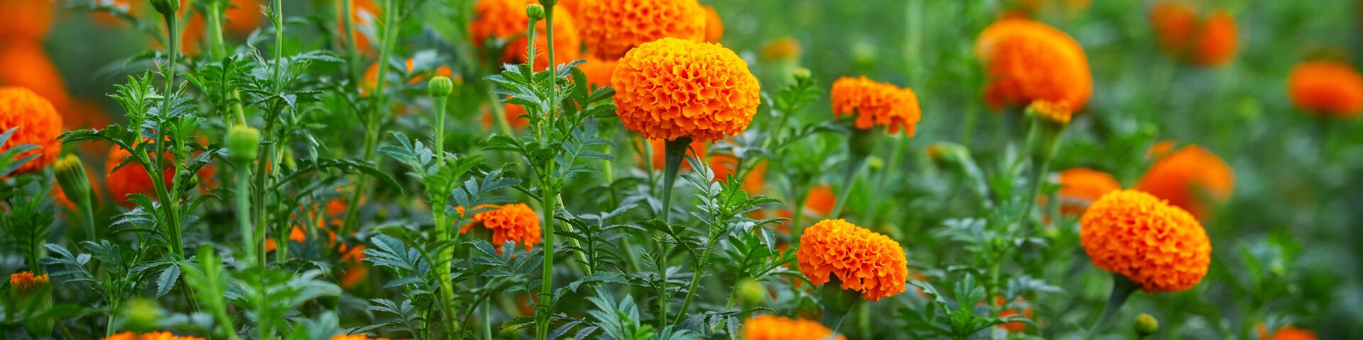 Un campo lleno de vibrantes flores de caléndula naranja.