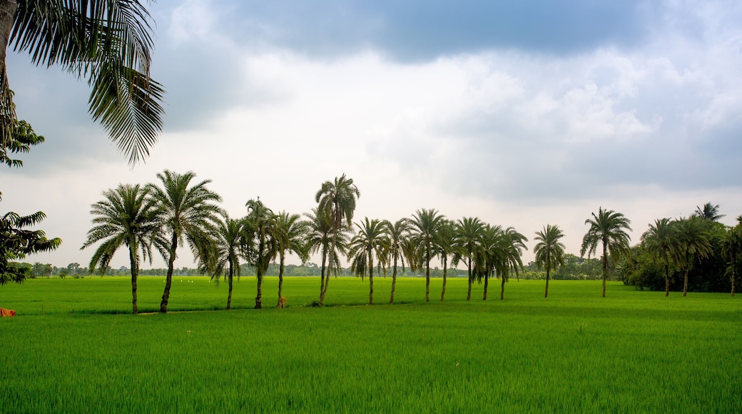 Some date palm trees standing in the green paddy field in Jessore, Bangladesh.
