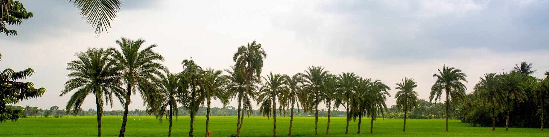 Some date palm trees standing in the green paddy field in Jessore, Bangladesh.
