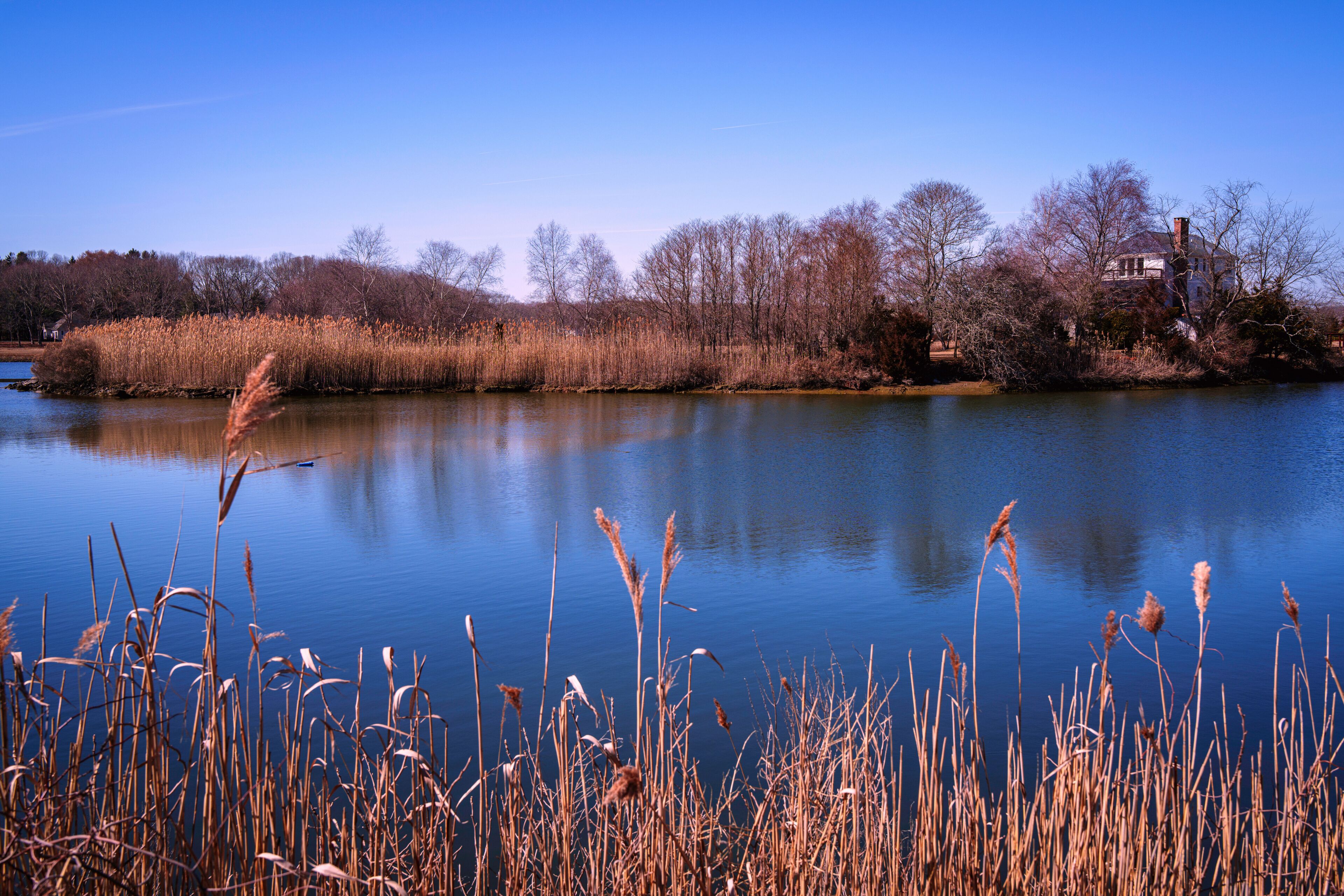 Salt Harbor Meadow National Wildlife Refuge Winter Landscape with common reeds in Westbrook, Connecticut, USA: A tranquil green space for hiking and walking in New England of America