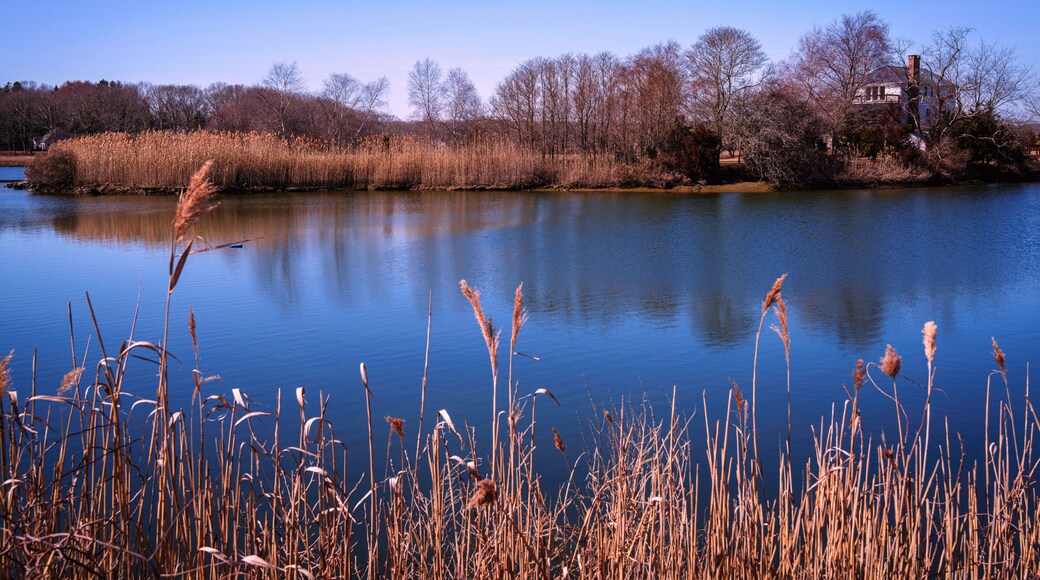 Salt Harbor Meadow National Wildlife Refuge Winter Landscape with common reeds in Westbrook, Connecticut, USA: A tranquil green space for hiking and walking in New England of America