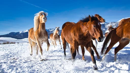 Landscape of a herd of horses in a snowy field in Westcliffe, Colorado